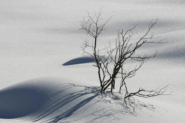 Val Fiemme Trento Talya Daki Dolomitlerdeki San Pellegrino Geçidinde Kış — Stok fotoğraf