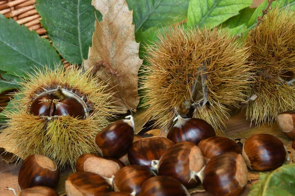 Primo Piano Castagne Ricci Con Foglie Castagno Verde Castagne Crude — Foto Stock