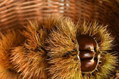 Kestane ve kıvırcık. Noel için çiğ kestane. Sonbahar yemekleri.