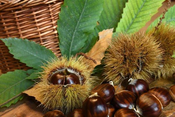 Närbild Kastanjer Och Lockigt Med Gröna Blad Råa Kastanjer Till — Stockfoto