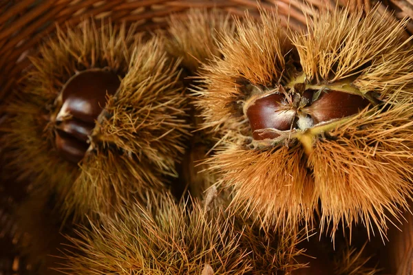 Kestane ve kıvırcık. Noel için çiğ kestane. Sonbahar yemekleri.