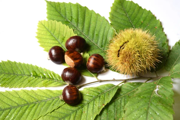 Castagne Ricci Con Foglie Verdi Isolate Sfondo Bianco — Foto Stock