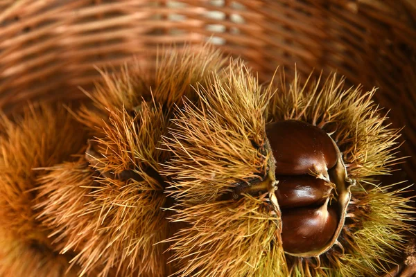 Kestane ve kıvırcık. Noel için çiğ kestane. Sonbahar yemekleri.