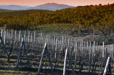 Bahar mevsimi, Floransa yakınlarındaki Chianti bölgesindeki üzüm bağları. İtalya.