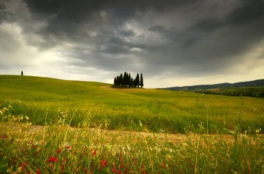 Val d 'Orcia, Italya-Haziran, 2019: San Quirico d 'Orcia yakınlarındaki Cypress Ağaçları ön planda çiçekler ve bulutlu gökyüzü, Italya.