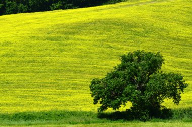 Pienza yakınlarındaki sarı çiçekler güzel alana karşı ağaç. Siena, Italya.