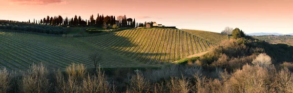 Mercatale Val di Pesa - March 2020: Beautiful view of rows of vines in the Chianti region during spring season at sunset. Florence, Italy.