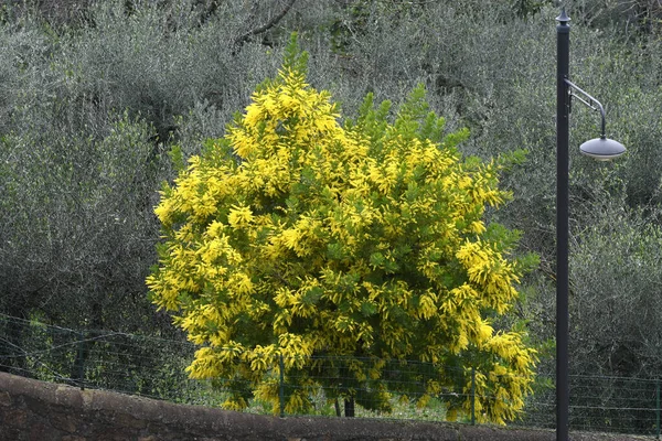 Mimosa Flores Árvore Jardim Piazzale Michelangelo Florença Itália — Fotografia de Stock