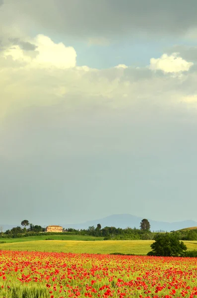 Поле Червоних Маків Полі Пшениці Зеленими Пагорбами Задньому Плані Тоскані — стокове фото