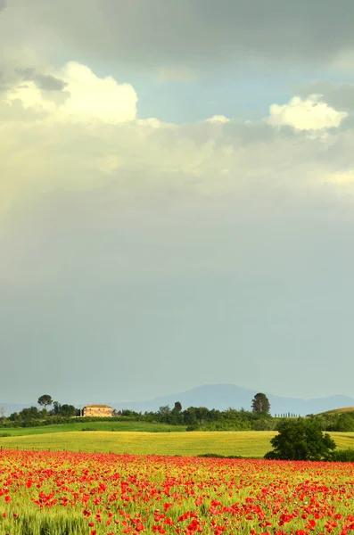 Veld Van Rode Papavers Een Veld Van Tarwe Met Groene — Stockfoto