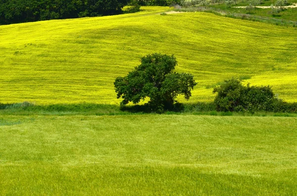 Дерево Проти Прекрасного Поля Жовті Квіти Поблизу Pienza Франція — стокове фото