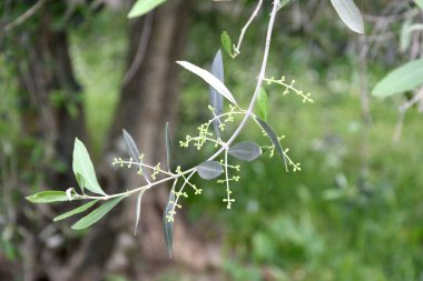 Zeytinlerin yaprakları. Yakın plan çekim. Genç yapraklar, küçük zeytinlerle büyür..