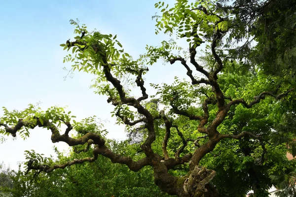 Прекрасне Старе Дерево Софіореї Штучно Сформованими Гілками Молодим Весняним Листям — стокове фото