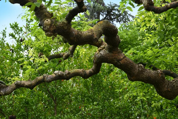 Schöner Alter Baum Von Sophora Japonica Mit Künstlich Geformten Ästen — Stockfoto