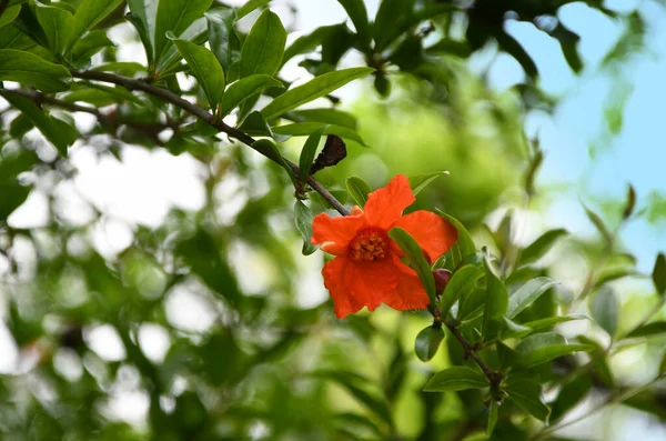beautiful red pomegranate flower on plant during spring season.