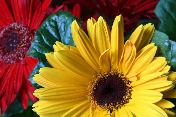 Nahaufnahme Von Schönen Gelben Und Roten Gerbera Jamesonii Blumen — Stockfoto