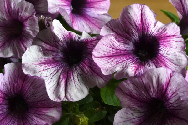 Primer Plano Petunia Púrpura Jardín —  Fotos de Stock