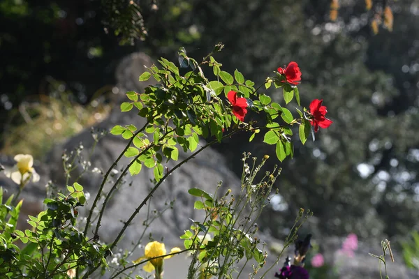 Rote Rosen Den Boboli Gärten Florenz Italien — Stockfoto