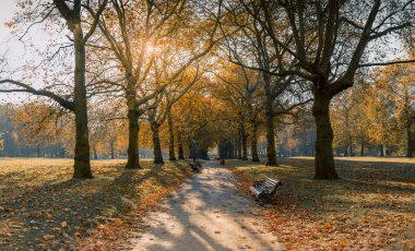 Sonbahar yeşil park