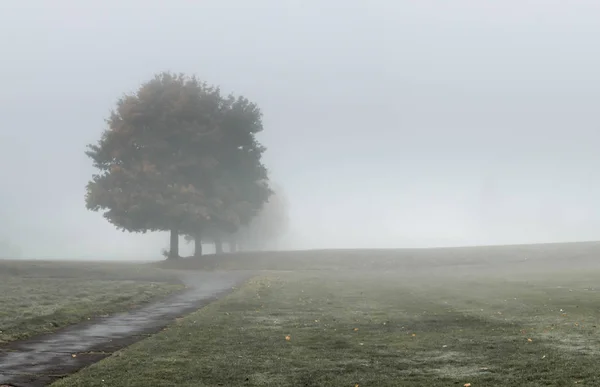 Bir park ağır yoğun sis