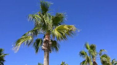 Palmiye ağacı rüzgarlı güneşli bir mavi gökyüzü arka plan üzerinde