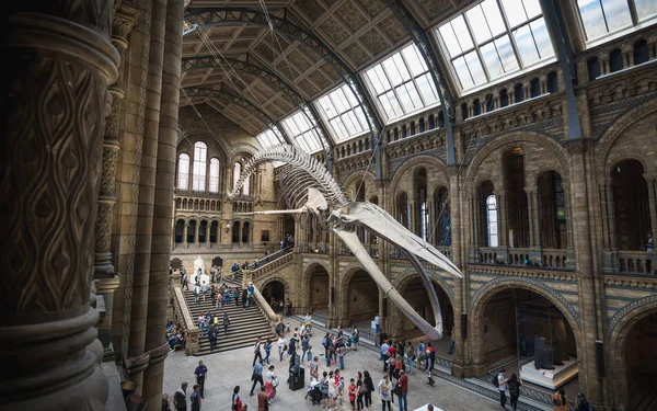 London, UK - 25. Juli 2017: Besucher der neuen Hintze-Halle im Naturkundemuseum — Stockfoto