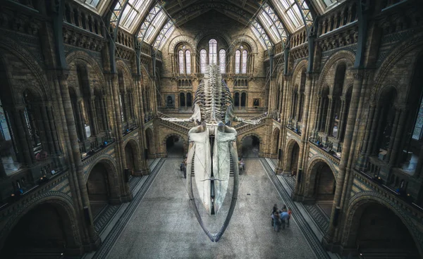 London, uk - 25. juli 2017: das skelett eines blauen wales schmückt die hintze hall im naturhistorischen museum von london — Stockfoto