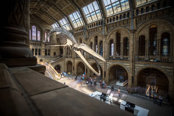Londra, İngiltere - 25 Temmuz 2017: insanlar yeni Hintze koridorda Doğal Tarih Müzesi ziyaret