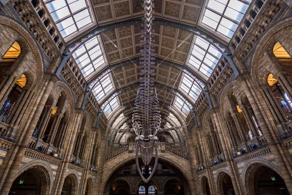 London, uk - 25. juli 2017: das skelett eines blauen wales schmückt die hintze hall im naturhistorischen museum von london — Stockfoto