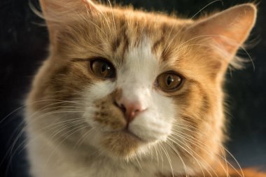 Zencefil kedi yakın çekim sırasında altın saat