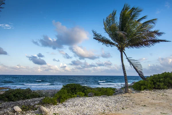 Palmiers près d'une plage Photos De Stock Libres De Droits