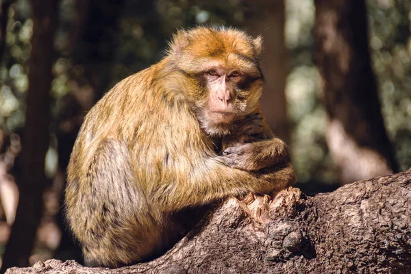 Macaco barbaro ritratto su un troncone, Ifrane, Marocco — Foto Stock