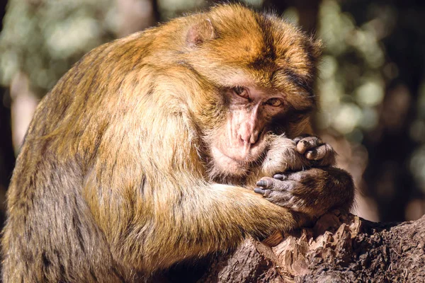 Macaco barbaro ritratto su un troncone, Ifrane, Marocco — Foto Stock