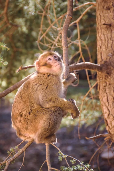 Mono macaco de Berbería en un árbol, Ifrane, Marruecos —  Fotos de Stock