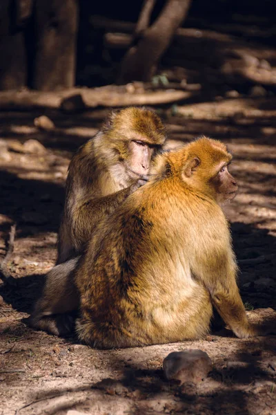 Dos monos macacos brarbary despiojando, Ifrane, Marruecos — Foto de Stock