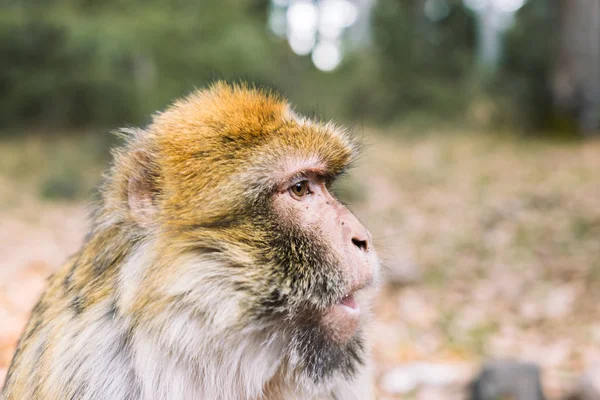 Perfil lateral de la cara, mono macaco barbario, Ifrane, Marruecos —  Fotos de Stock
