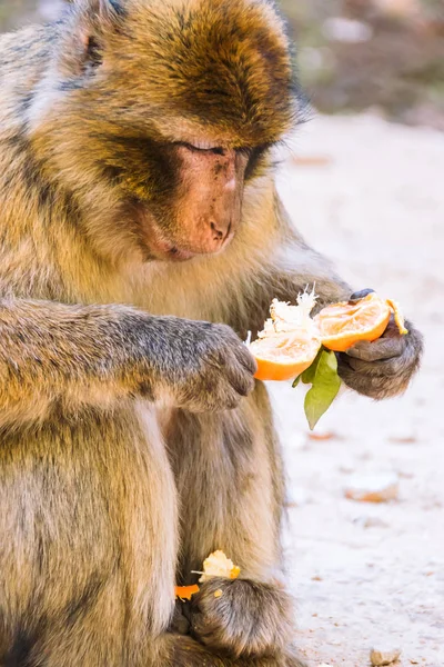 Mono macaco berberiscos comiendo una mandarina, Ifrane, Marruecos —  Fotos de Stock