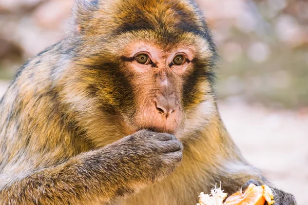 Singe macaque barbare mangeant une mandarine, Ifrane, Maroc — Photo