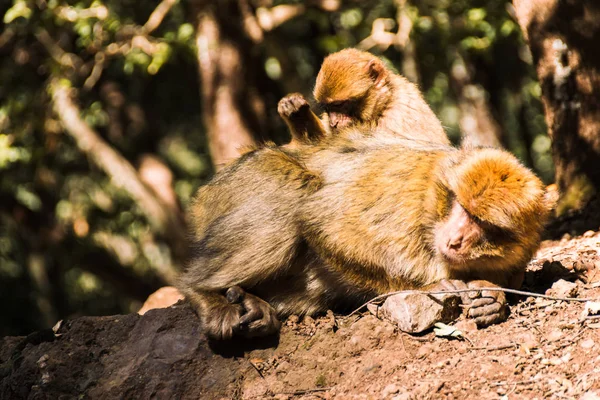 Dos monos macacos brarbary despiojando, Ifrane, Marruecos —  Fotos de Stock