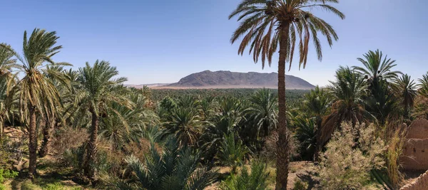 Vista panorámica sobre oasis de palmeras datileras, Figuig, Marruecos — Foto de Stock