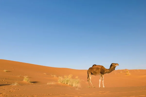 Dromader na pustyni Erg Chebbi, Maroko — Zdjęcie stockowe