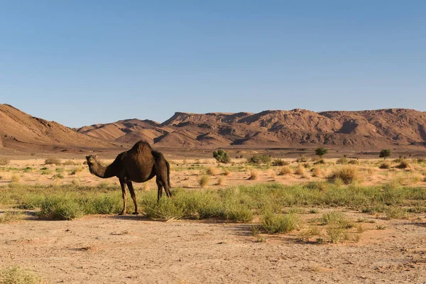 Arabian camel, Camelus dromedarius, w pobliżu Ouzina, Maroko — Zdjęcie stockowe