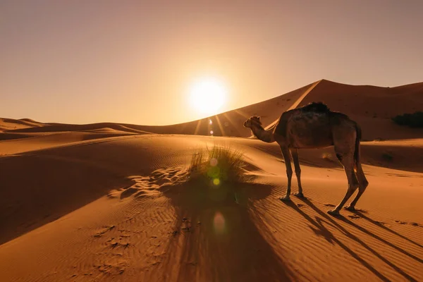 Wielbłąd jedzenia trawy na wschód, Erg Chebbi, Maroko — Zdjęcie stockowe