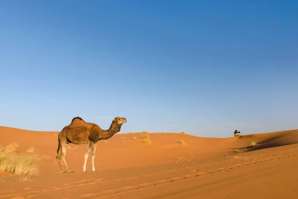 Dromader na pustyni Erg Chebbi, Maroko — Zdjęcie stockowe