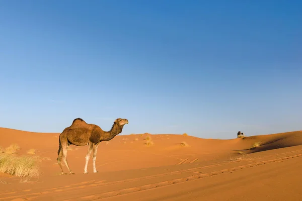 Dromedary Erg African, Fas çölünde