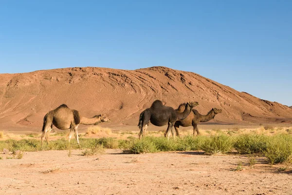 Trzech arabskich dromaderka-Camelus-wielbłąd, Maroko — Zdjęcie stockowe