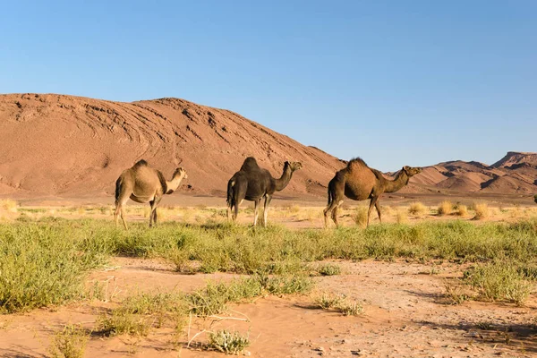 Trzech arabskich dromaderka-Camelus-wielbłąd, Maroko — Zdjęcie stockowe