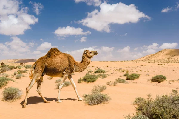 Dromedary deve çölde, Wadi Dragan, Tan - Tan, Moro yürüyüş