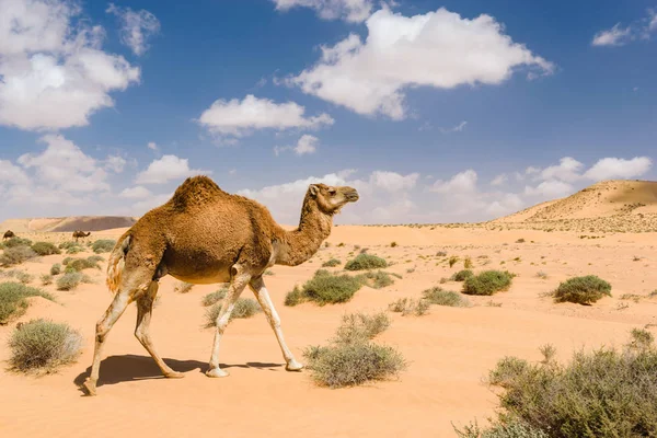 单峰骆驼行走在沙漠中，德拉干河、 潭潭、 摩洛 — 图库照片