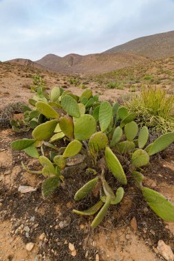 İncir kaktüs Opuntia ficus-indica, Sidi Ifni, Fas